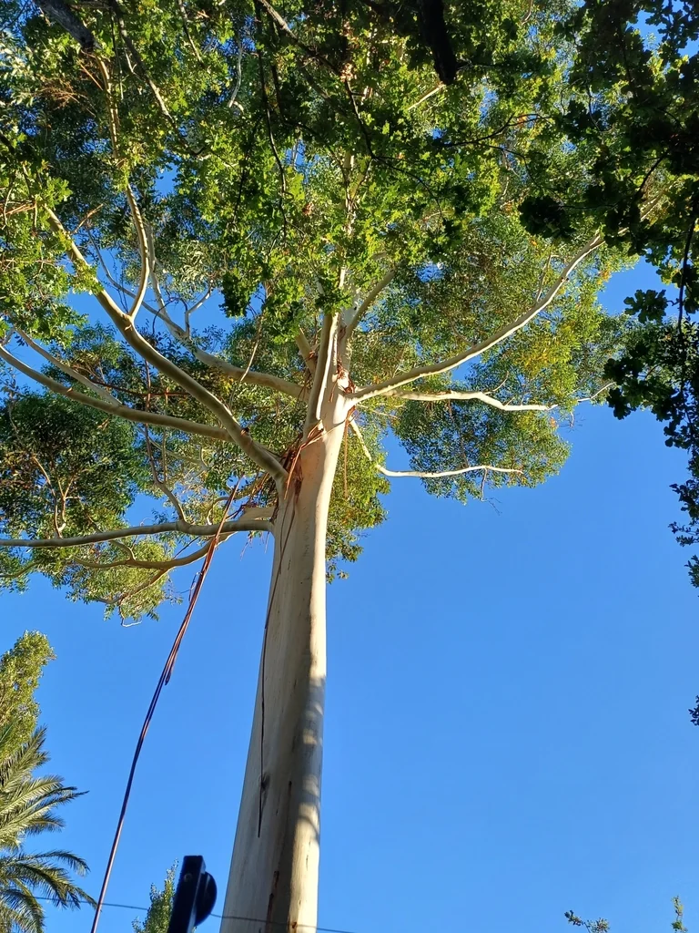 Eucalyptus grandis