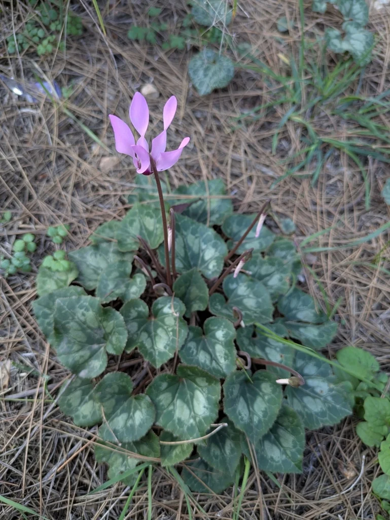Cyclamen Persicum
