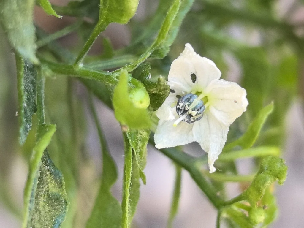 Capsicum annuum