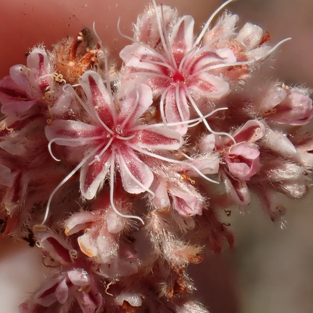 Eriogonum Cinereum