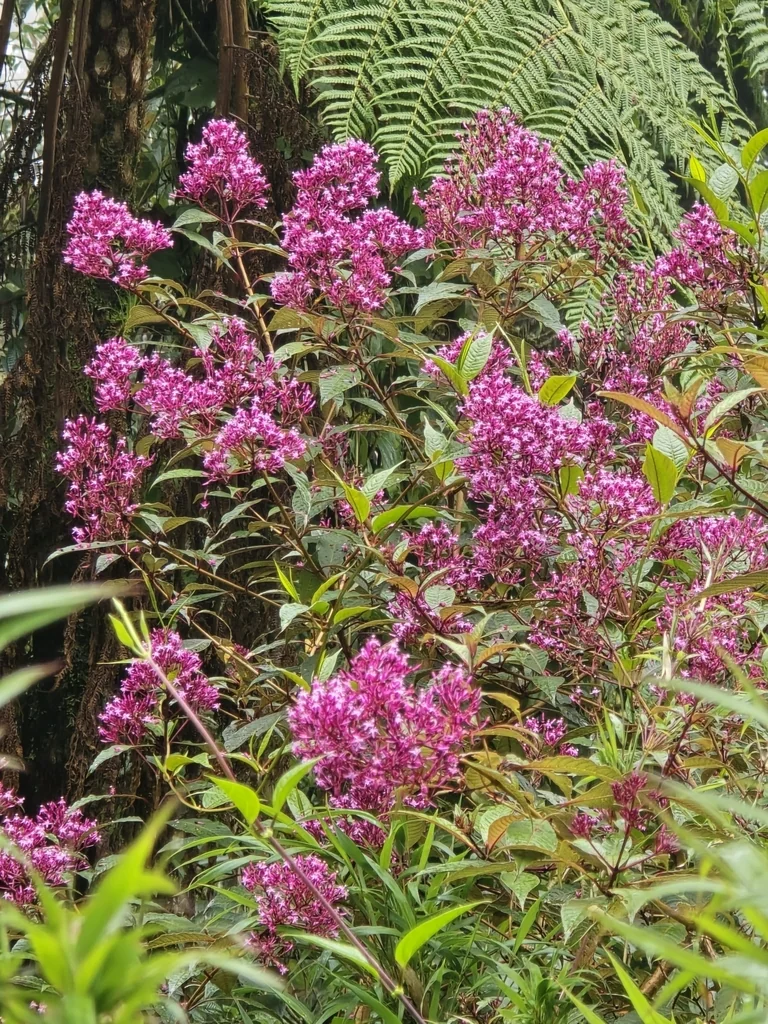 Fuchsia Paniculata