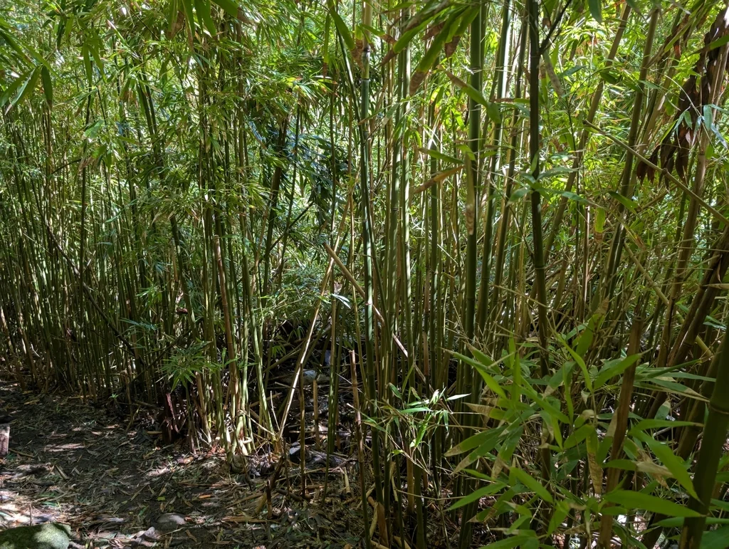 Phyllostachys Nigra