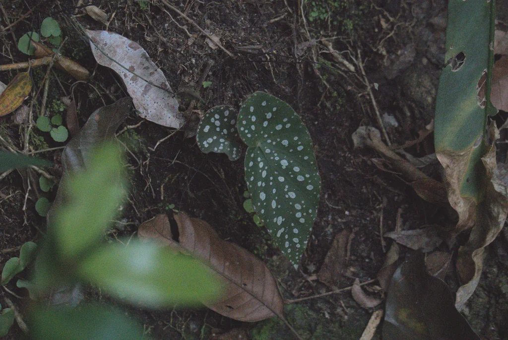 Begonia maculata