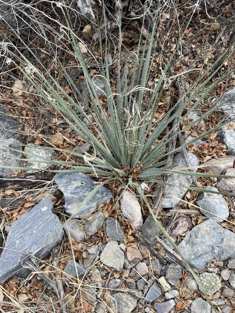 Dasylirion Wheeleri