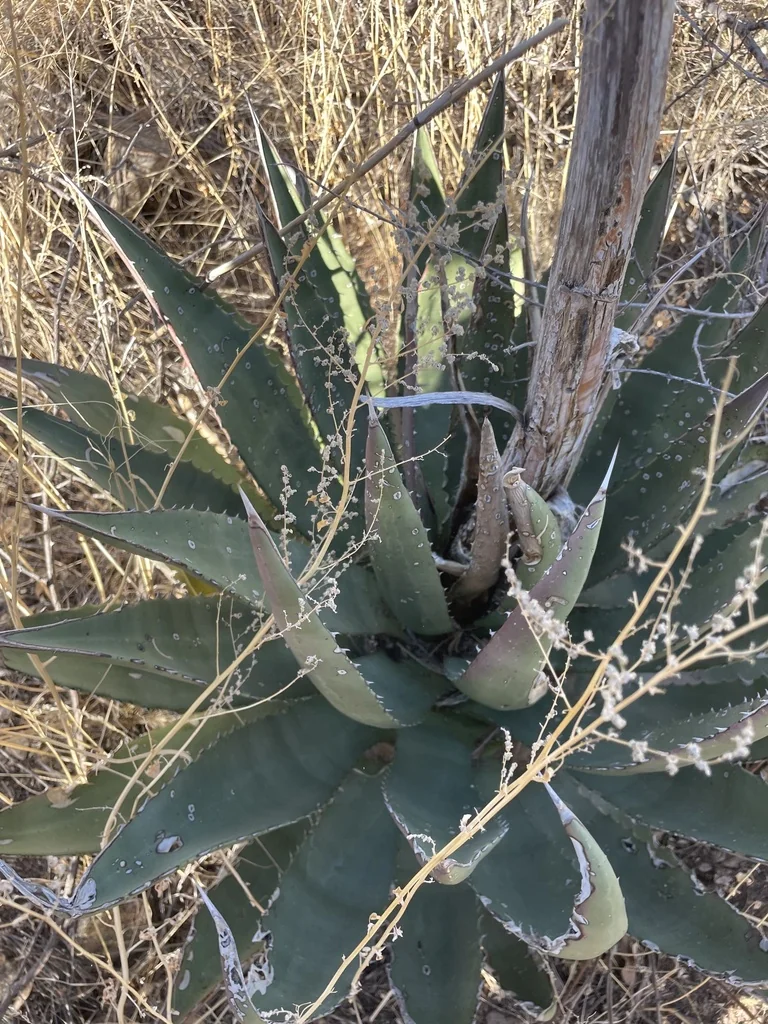 Agave Palmeri