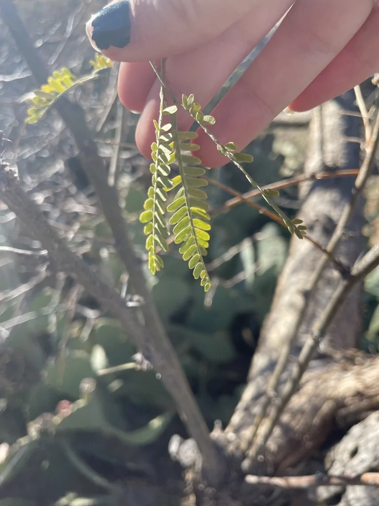Prosopis Velutina