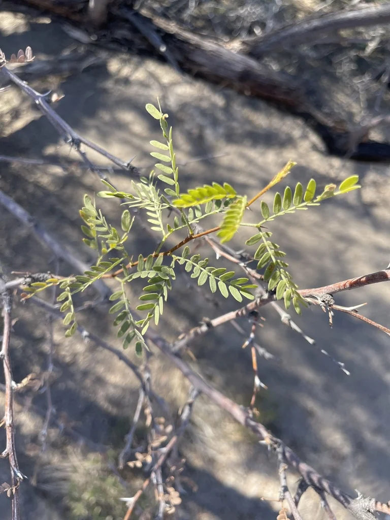 Prosopis Pubescens