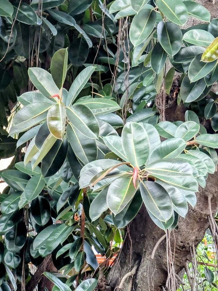 Ficus elastica