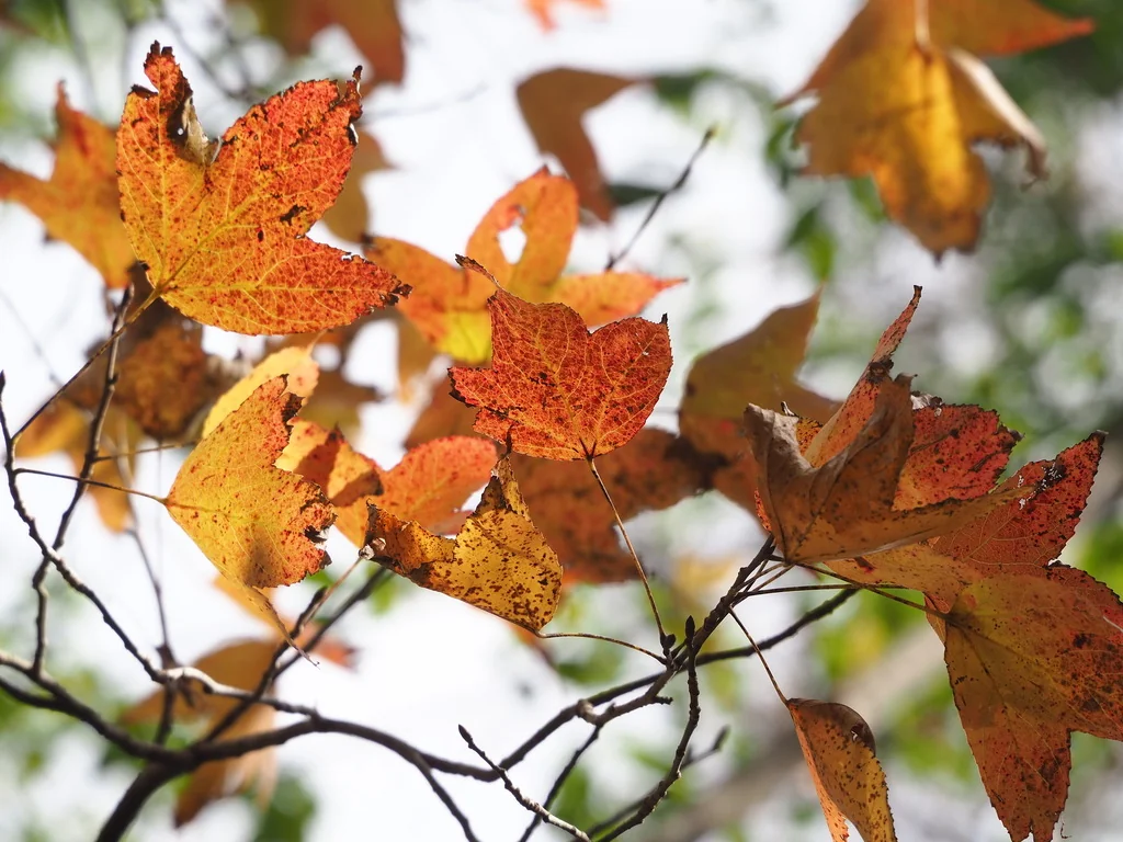 Liquidambar Formosana