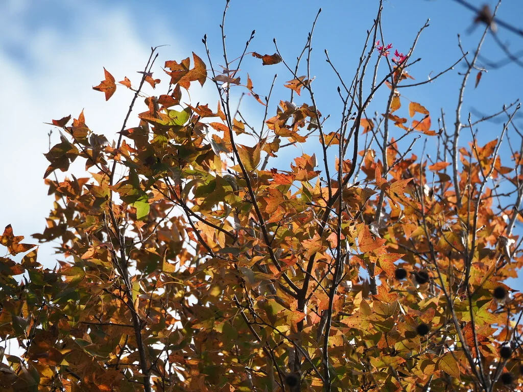Liquidambar Formosana
