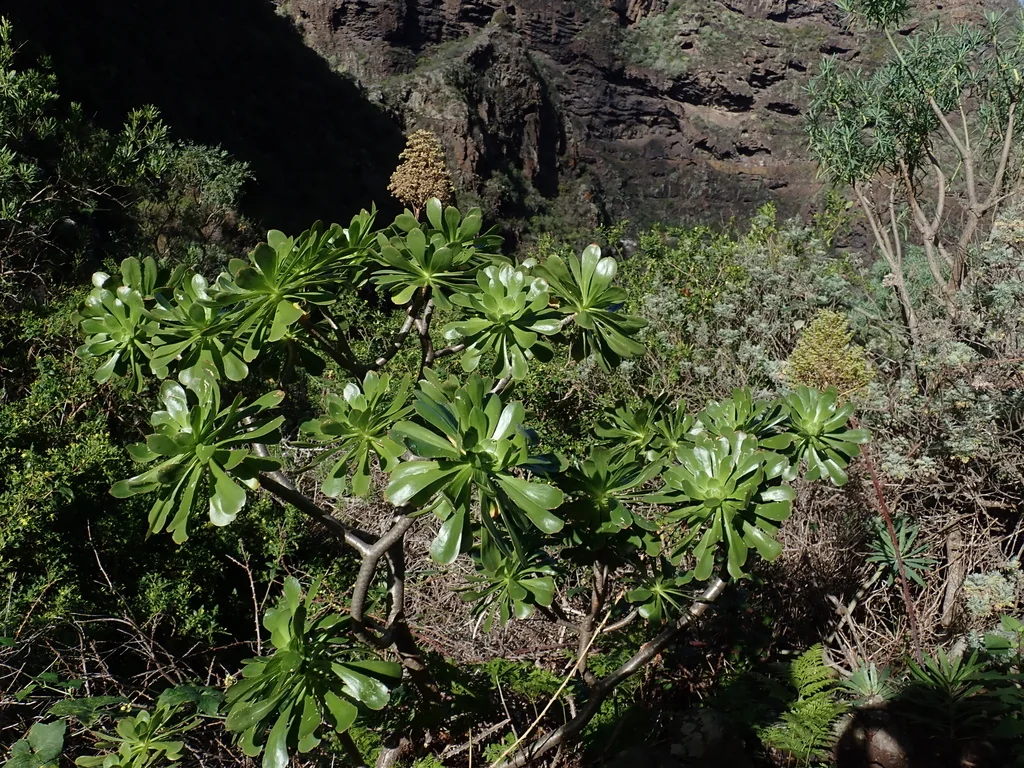 Aeonium Arboreum