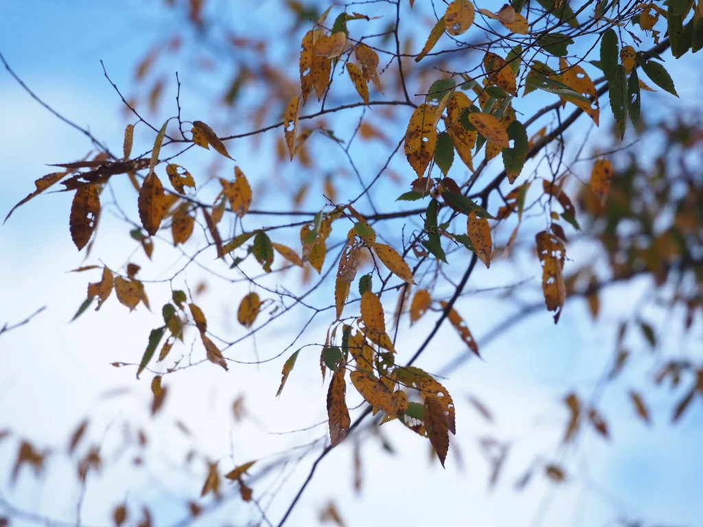 Zelkova Serrata