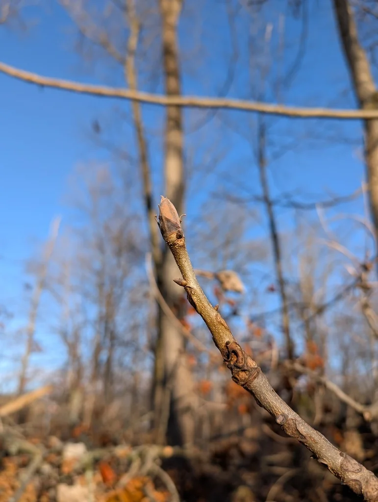 Carya Laciniosa