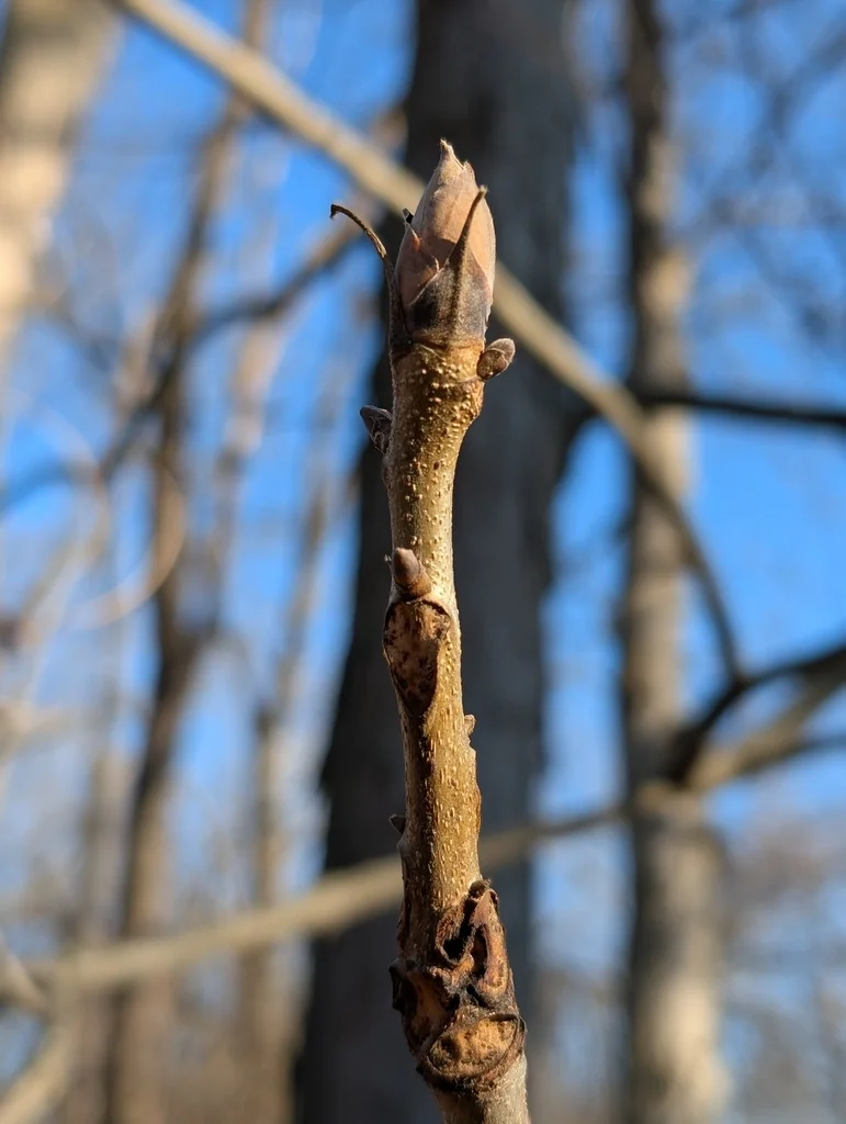 Carya Laciniosa