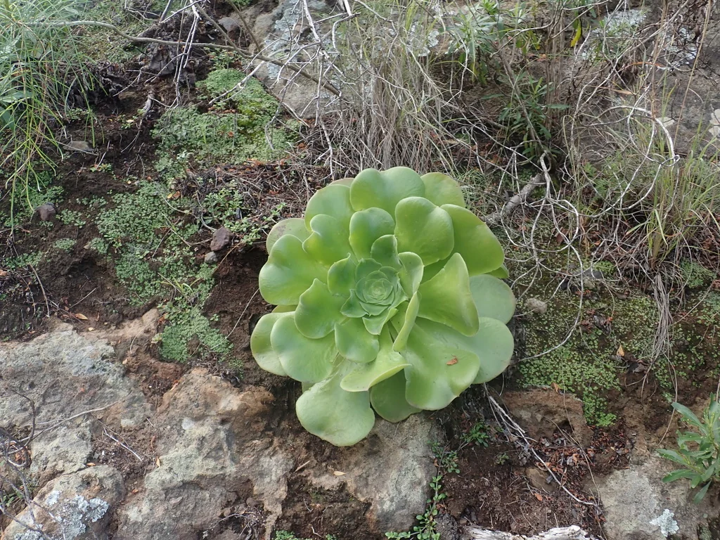 Aeonium Canariense