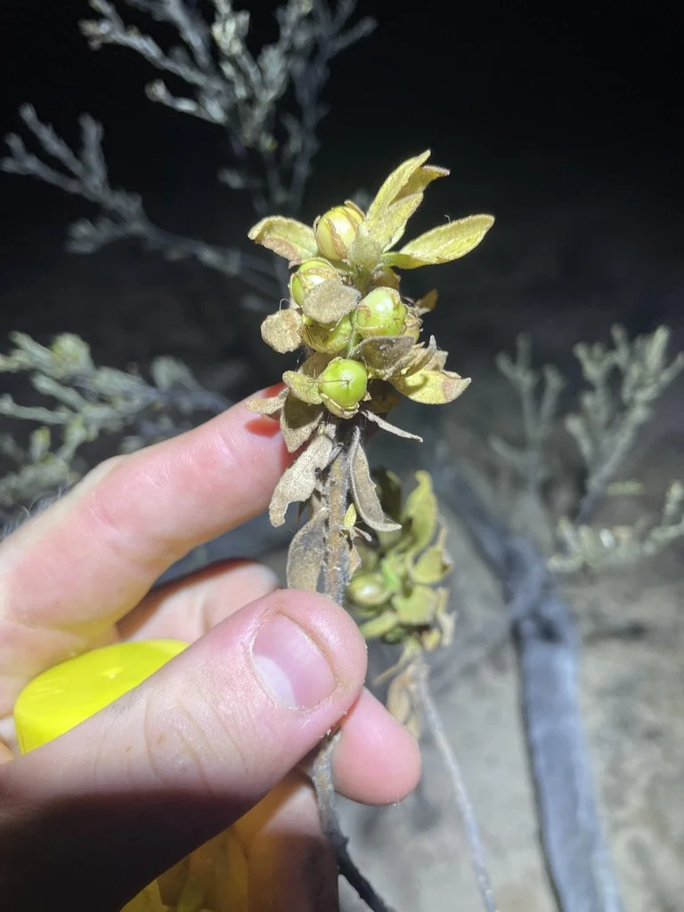 Eremophila Glabra