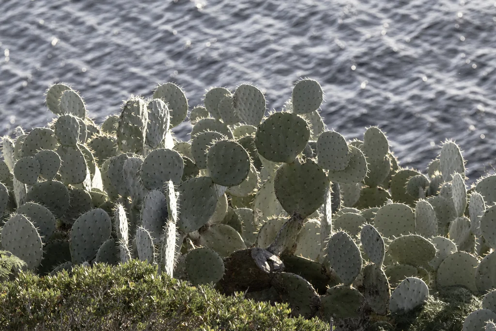 Opuntia Robusta