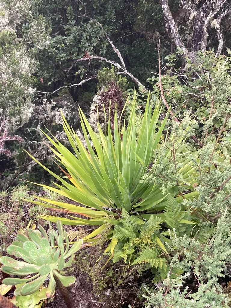 Dracaena Draco