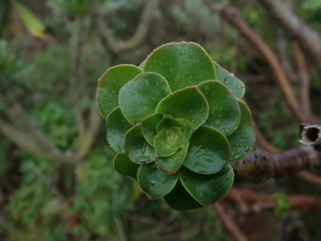 Aeonium Arboreum