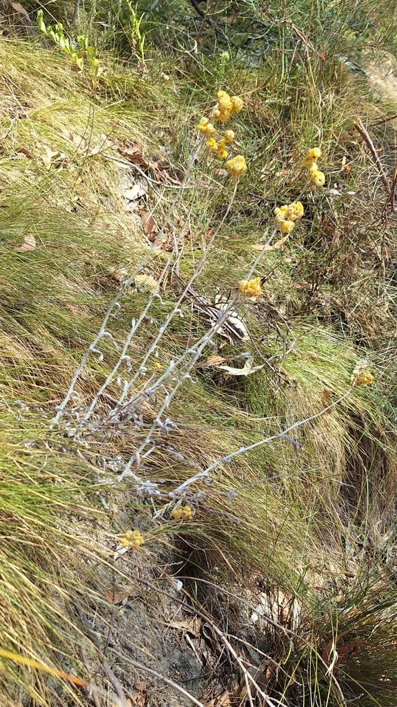 Chrysocephalum apiculatum