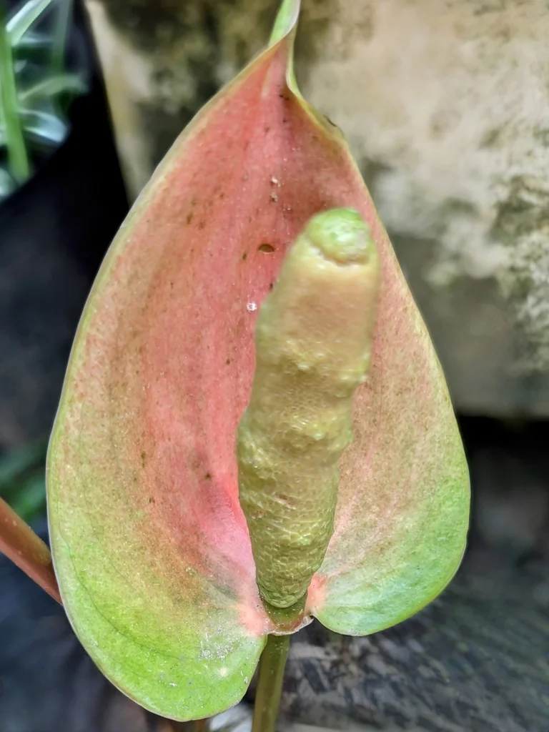 Anthurium Andraeanum