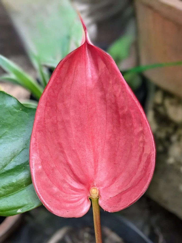 Anthurium Andraeanum