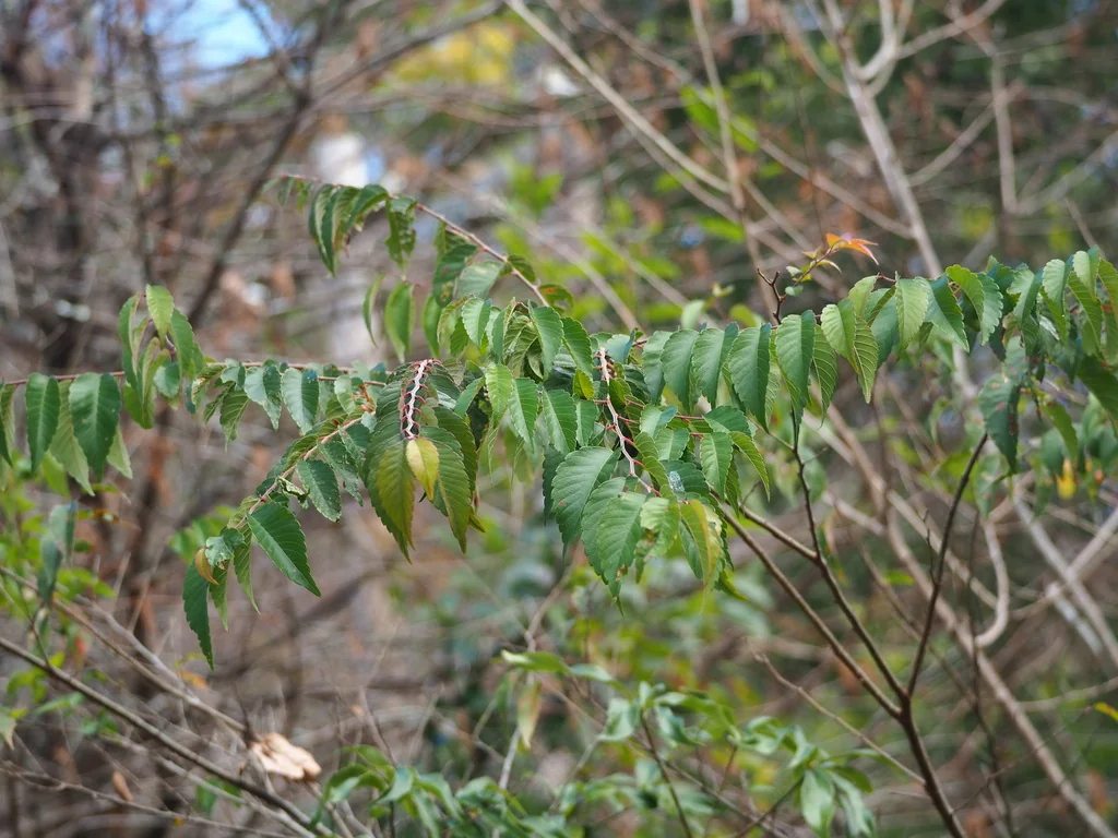 Zelkova Serrata