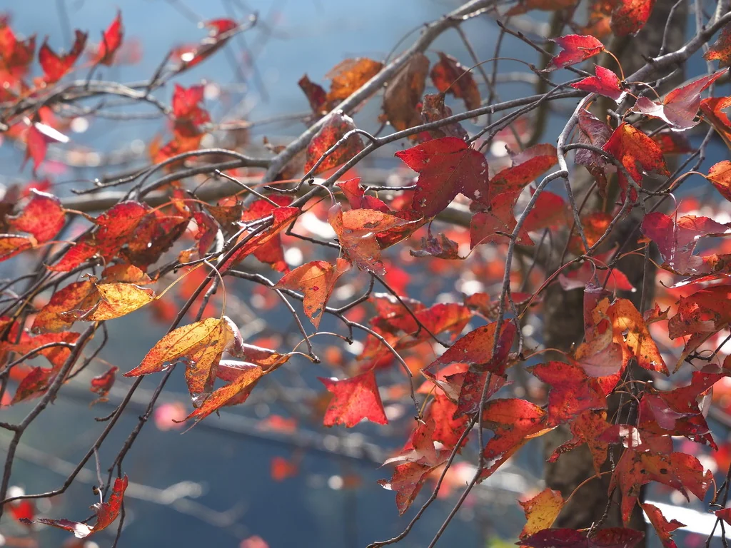 Liquidambar Formosana