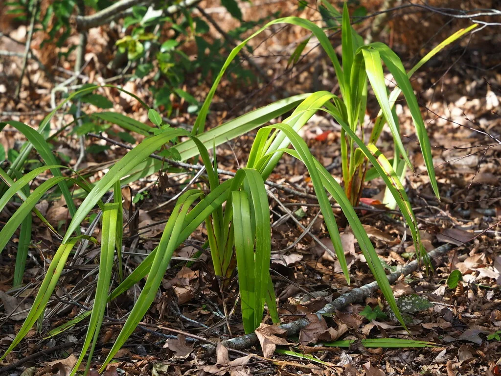 Dianella Ensifolia