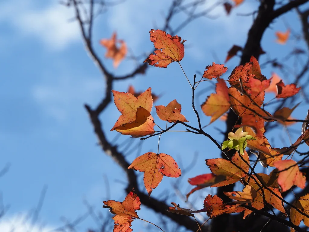 Liquidambar Formosana