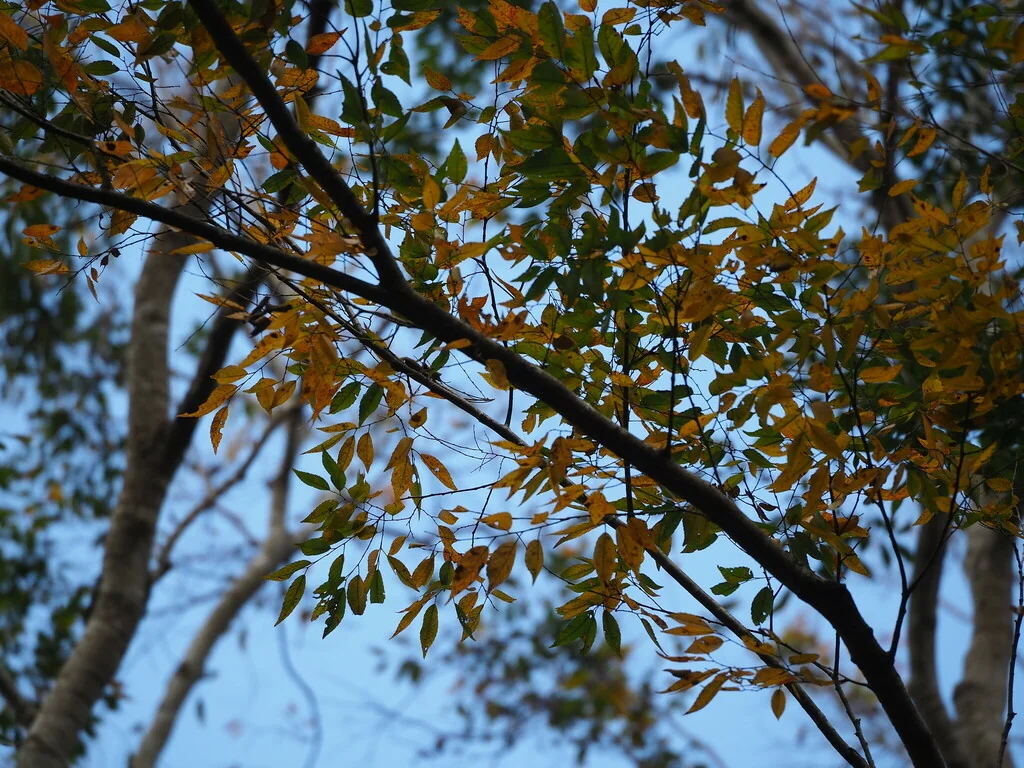Zelkova Serrata