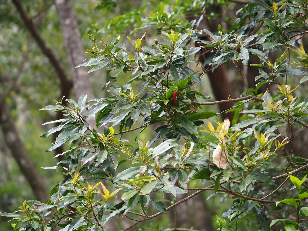Elaeocarpus Decipiens