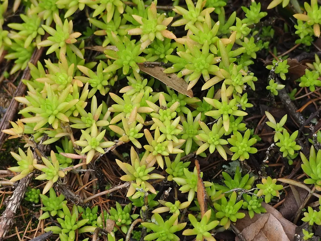 Sedum mexicanum