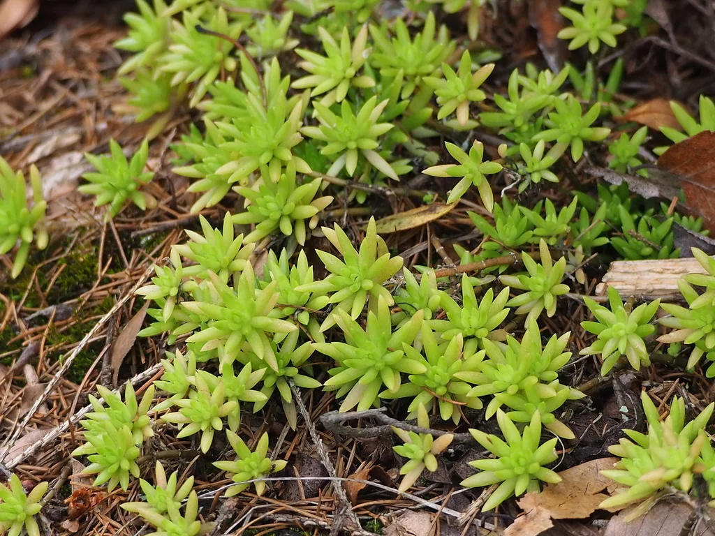 Sedum mexicanum