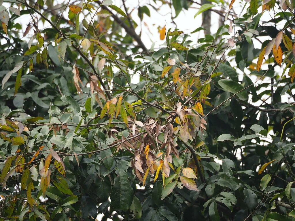 Zelkova Serrata