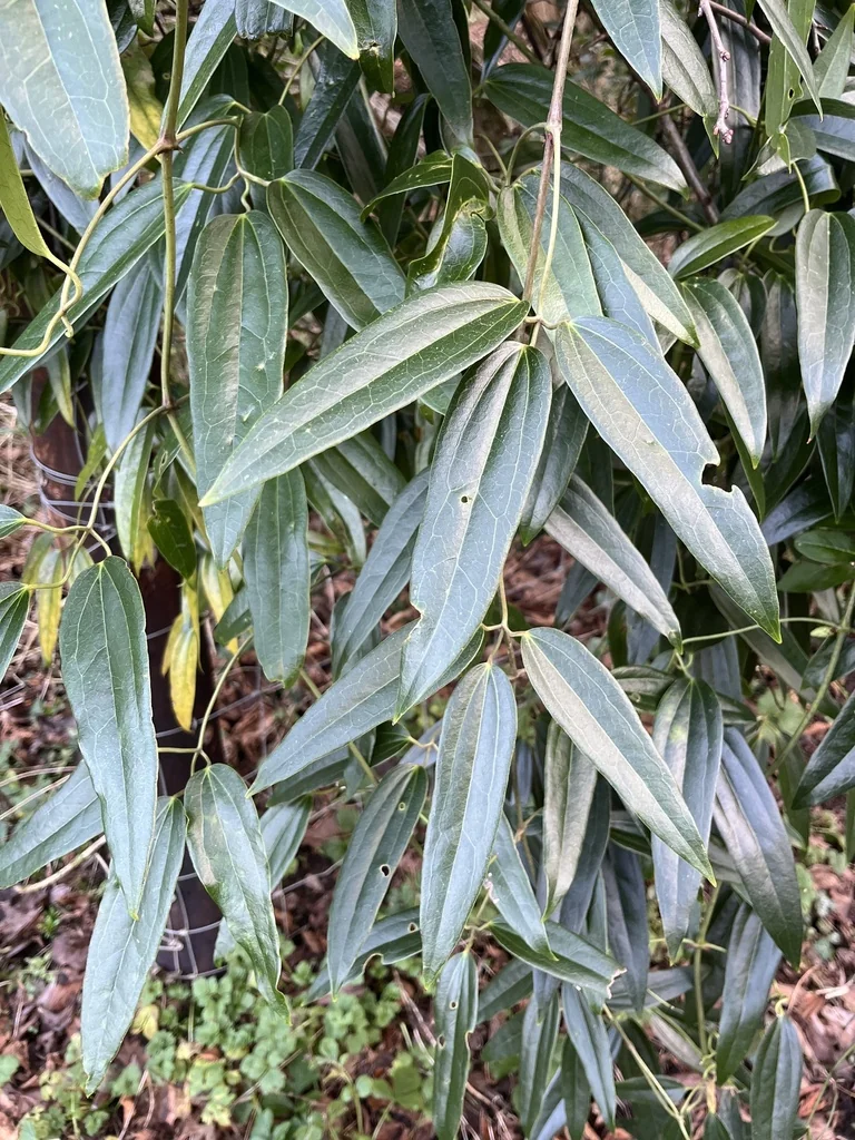 Clematis Armandii