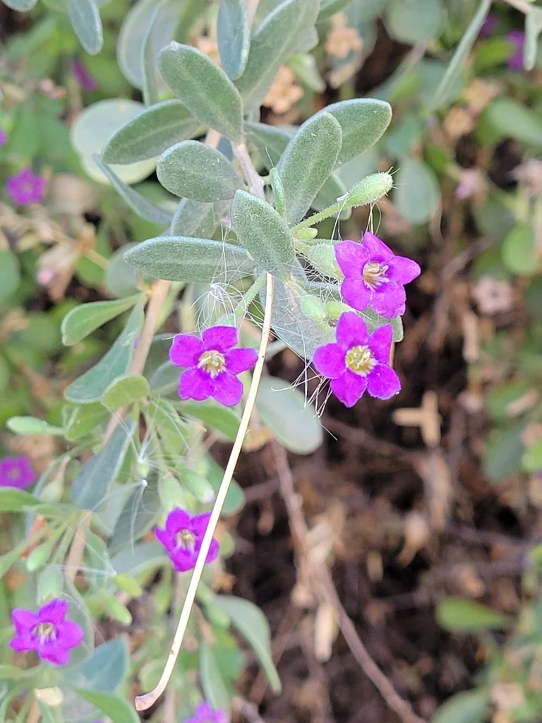 Lycium Fremontii
