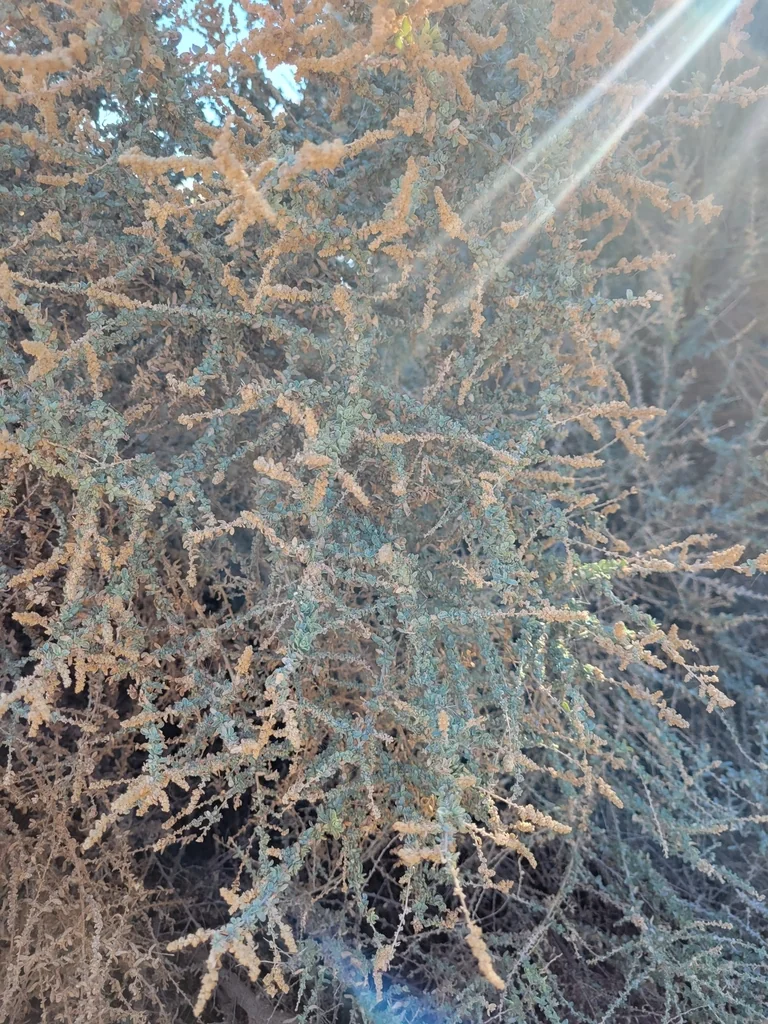 Atriplex Polycarpa