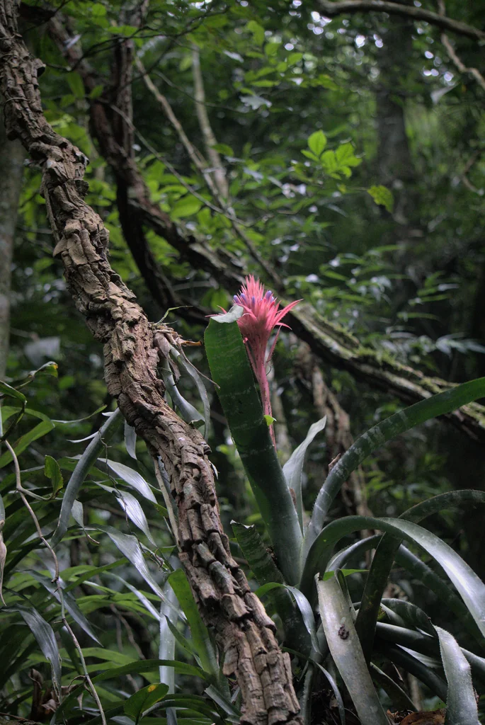 Aechmea Fasciata