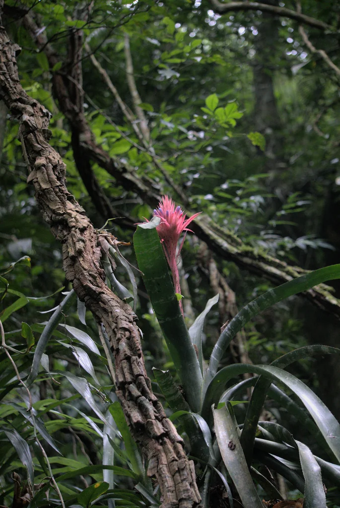 Aechmea Fasciata
