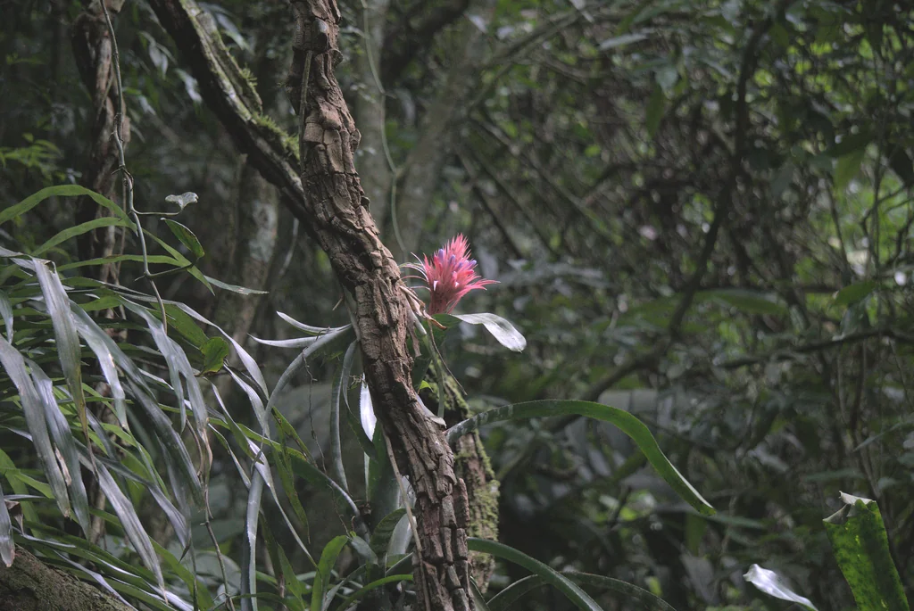 Aechmea Fasciata