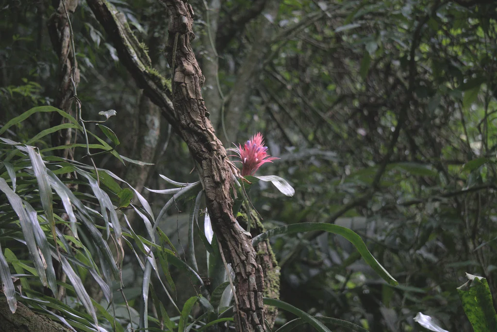 Aechmea Fasciata