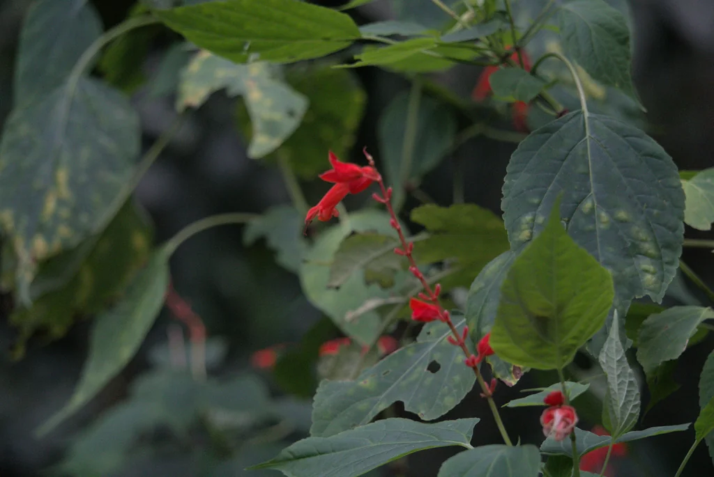 Salvia Splendens
