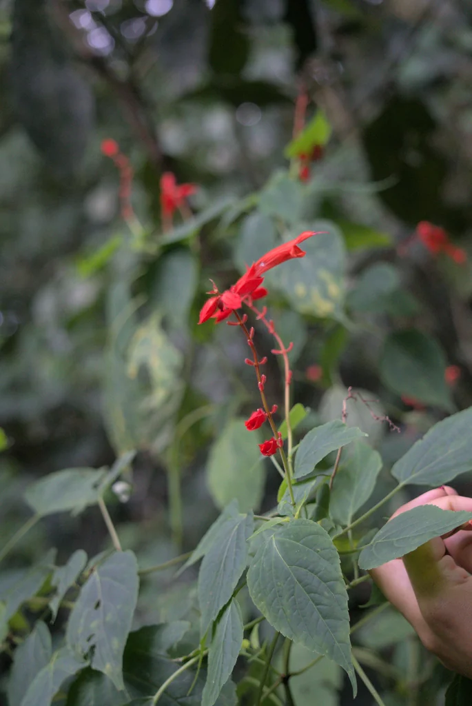 Salvia Splendens
