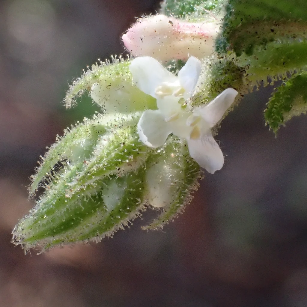 Ribes Indecorum