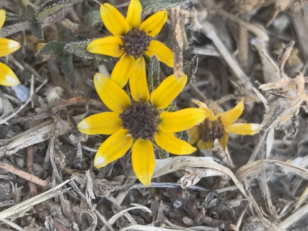 Sanvitalia procumbens