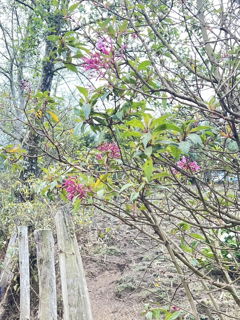 Fuchsia Paniculata