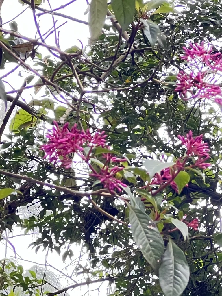 Fuchsia Paniculata
