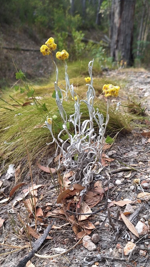 Chrysocephalum apiculatum