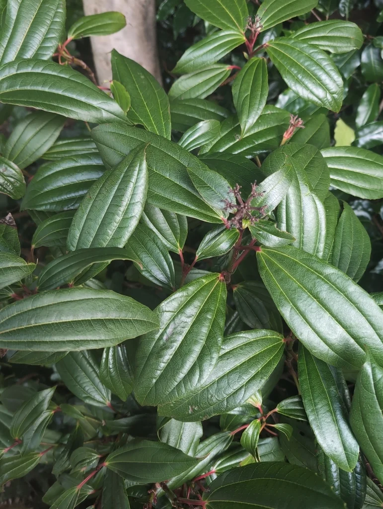 Viburnum Davidii